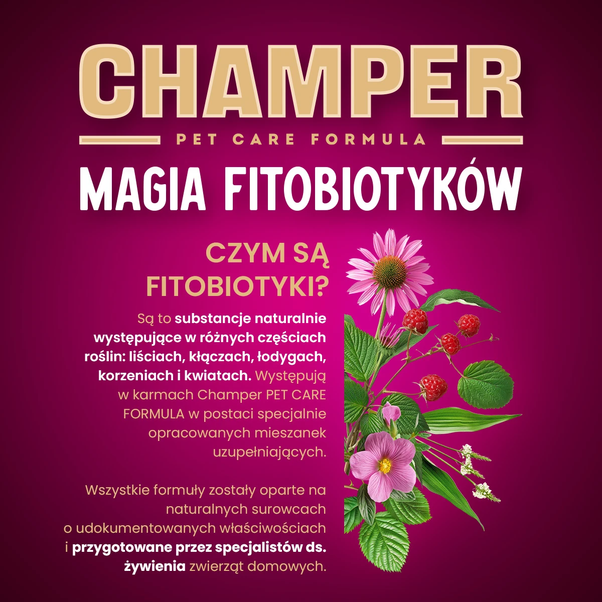 Champer Coat&Skin mono łosoś 400g - mokra karma dla psów