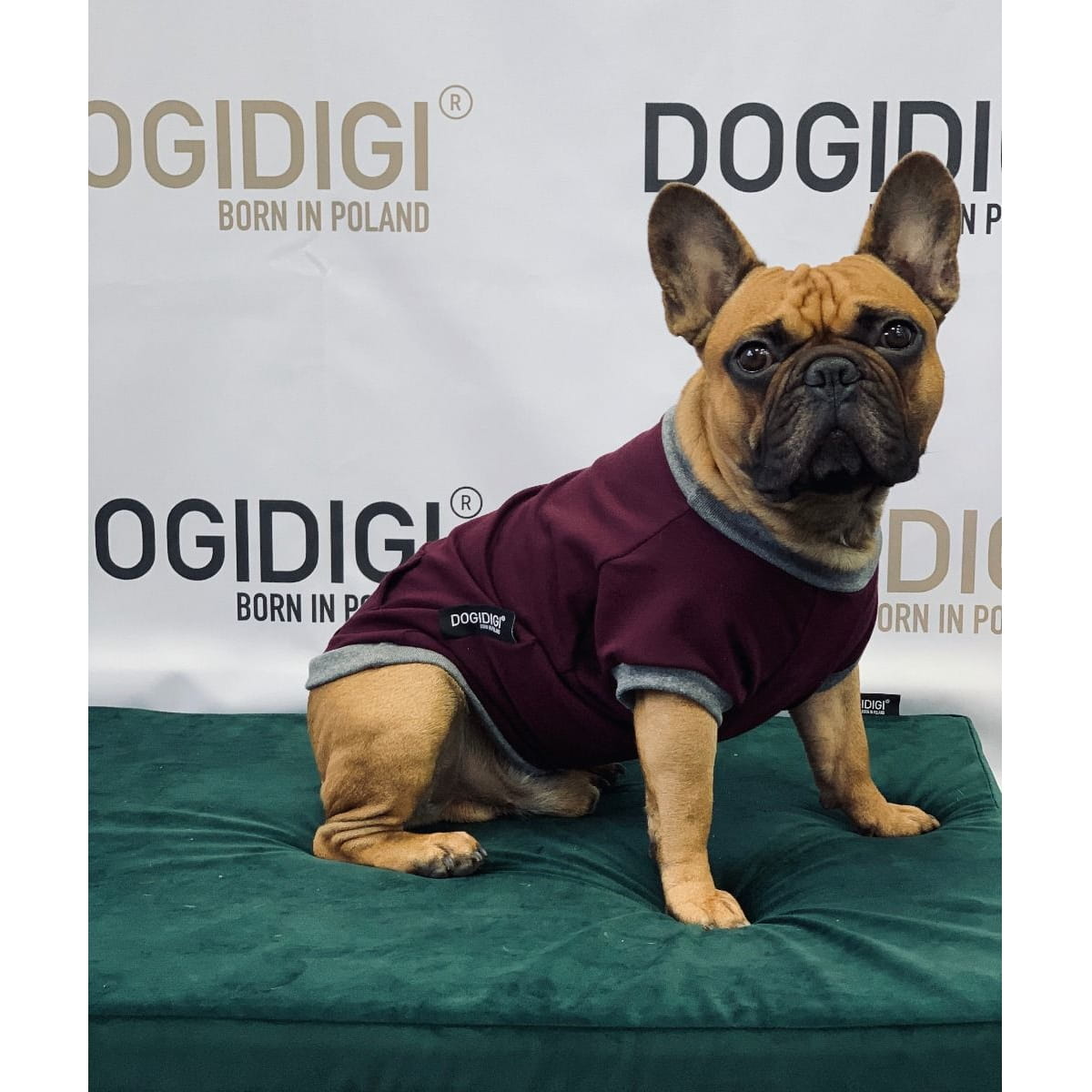 Dogidigi bluza dresowa bez kaptura dla psa na miarę - ubranka dla psów