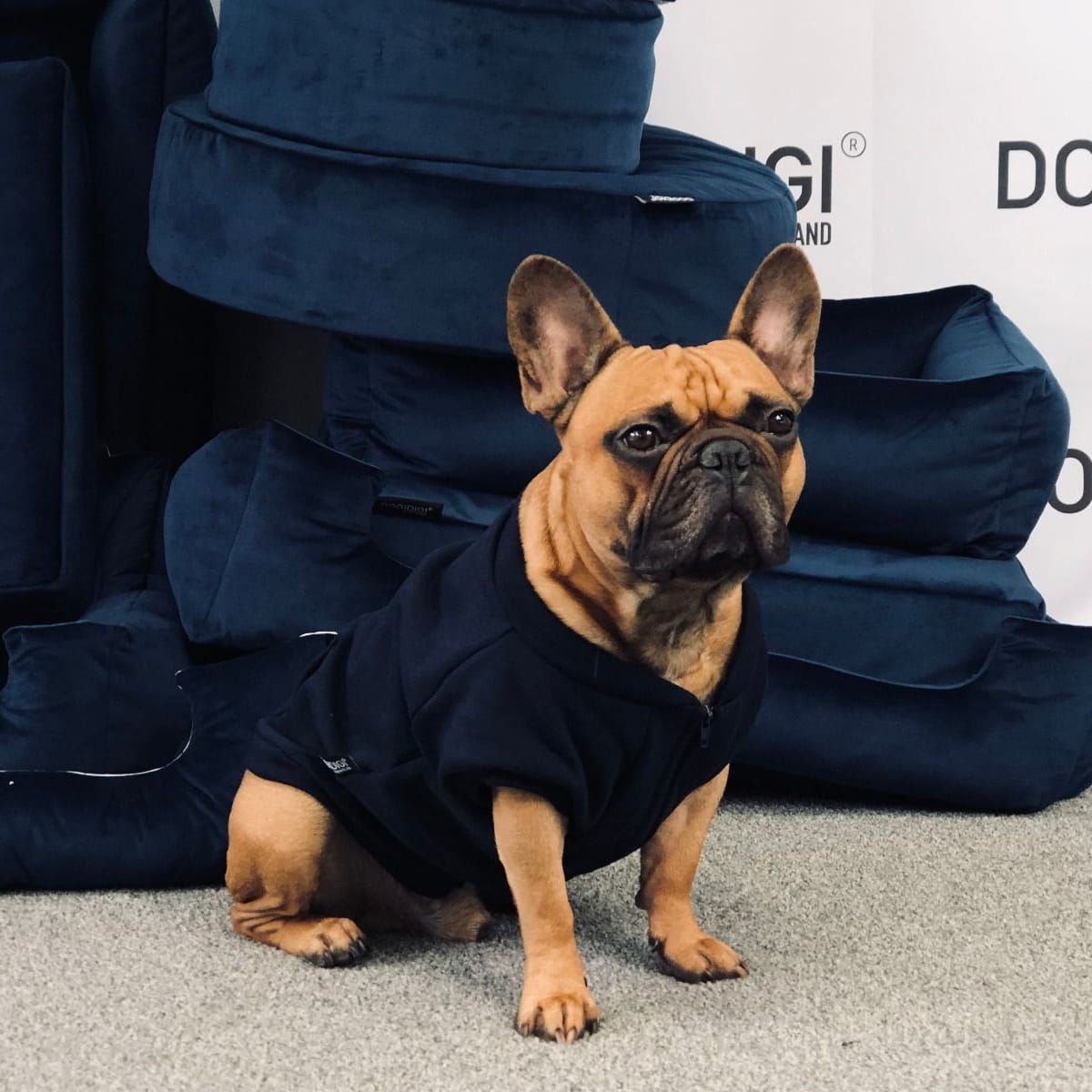 Dogidigi bluza dresowa bez kaptura dla psa na miarę - ubranka dla psów