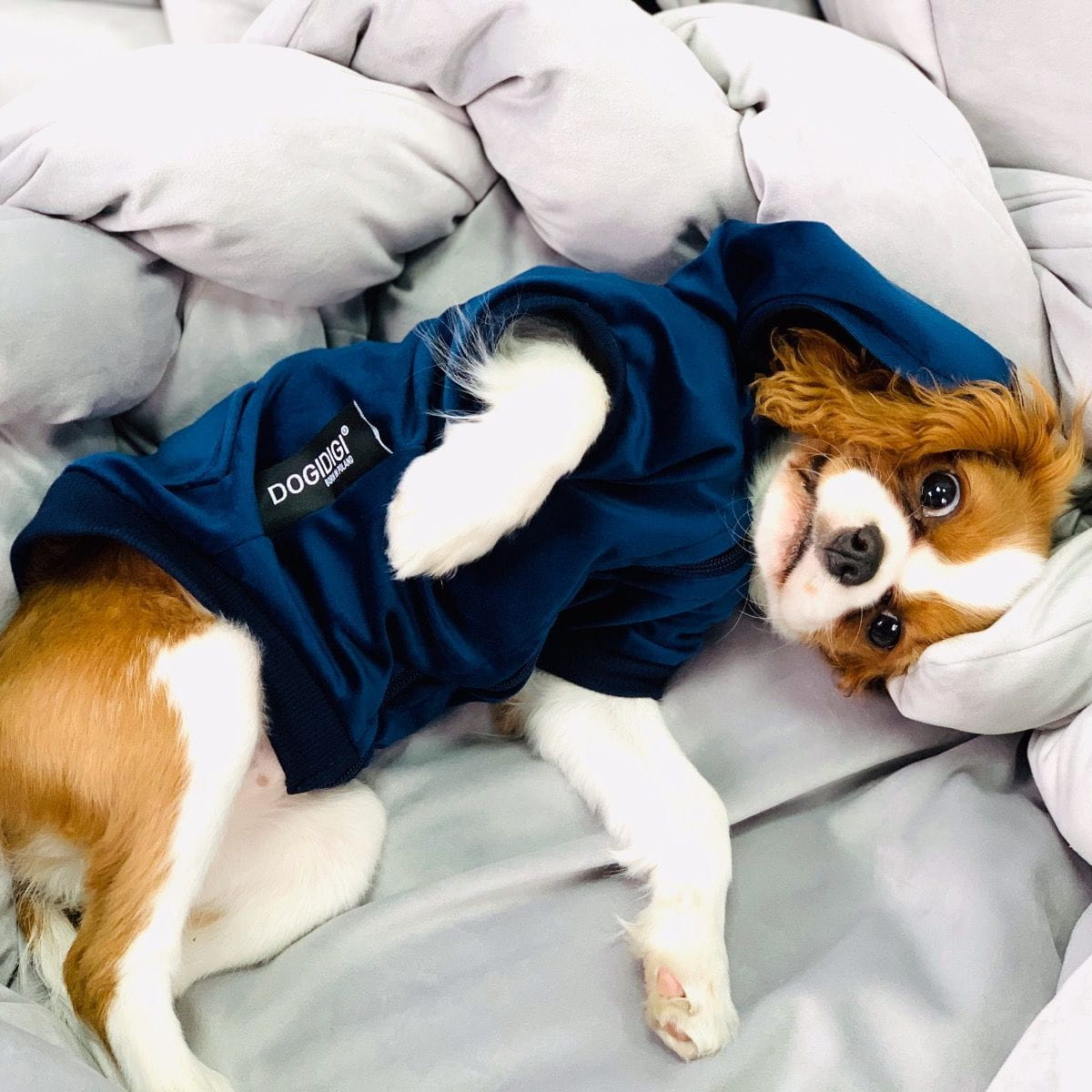 Dogidigi bluza Velvet z kapturem dla psa na miarę - ubranka dla psów