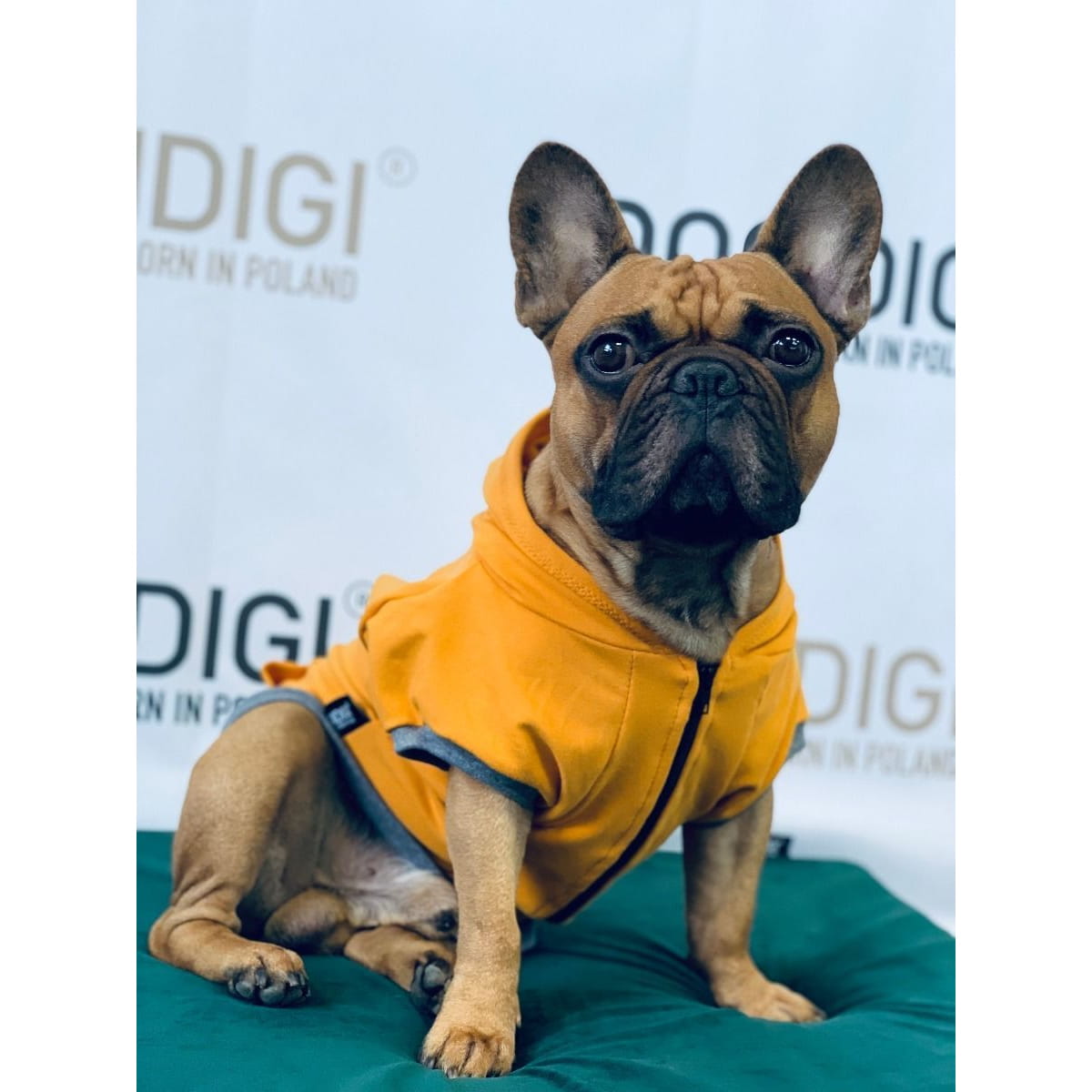 Dogidigi bluza dresowa z kapturem dla psa na miarę - ubranka dla psów