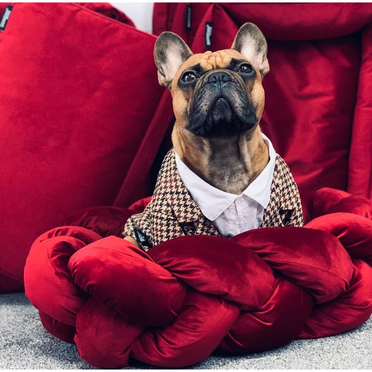 Dogidigi garnitur Irlandczyk dla psa na miarę - ubranka dla psów