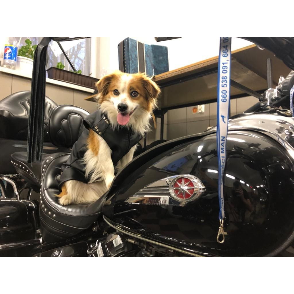 Dogidigi kurtka motocyklowa dla psa na miarę - ubranka dla psów