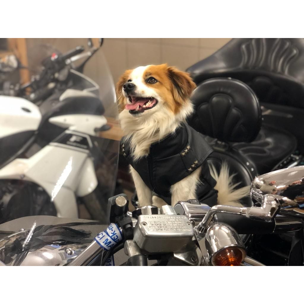 Dogidigi kurtka motocyklowa dla psa na miarę - ubranka dla psów