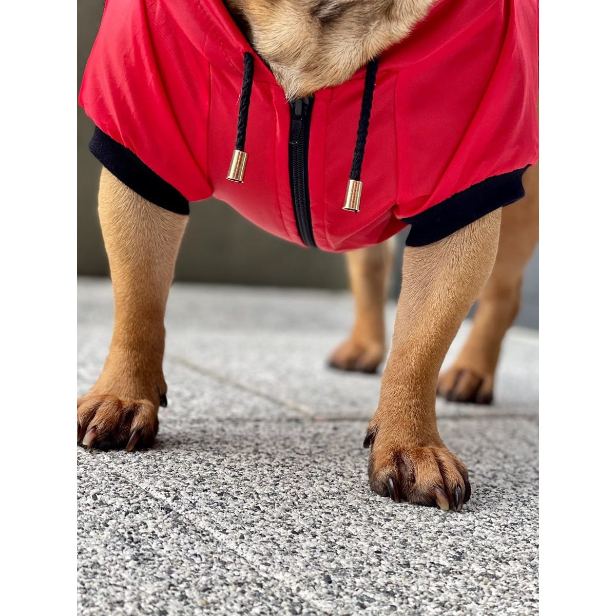 Dogidigi kurtka przeciwdeszczowa dla psa na miarę - ubranka dla psów