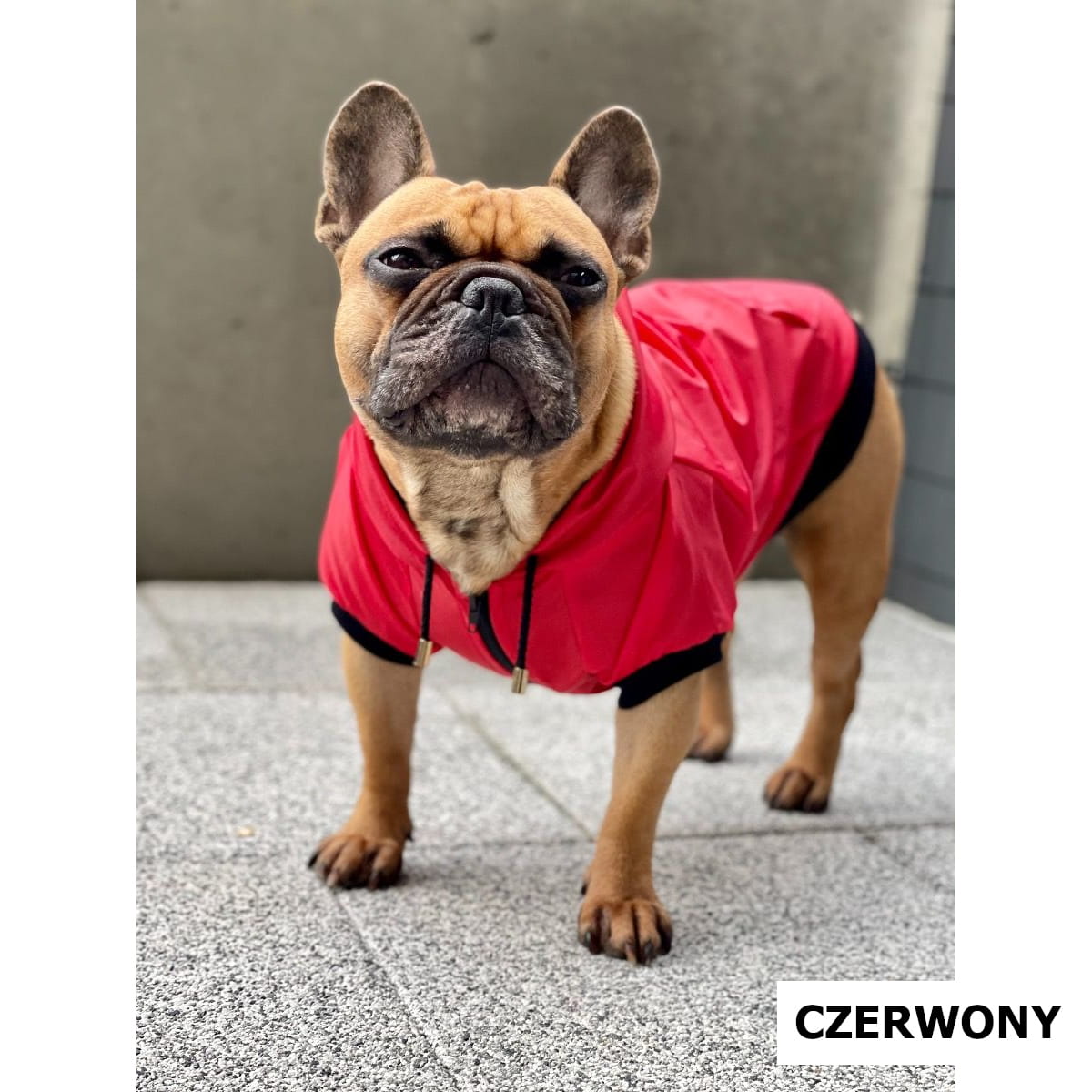Dogidigi kurtka przeciwdeszczowa dla psa na miarę - ubranka dla psów