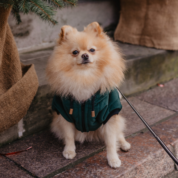 Dogidigi kurtka Velvet dla psa na miarę - ubranka dla psów