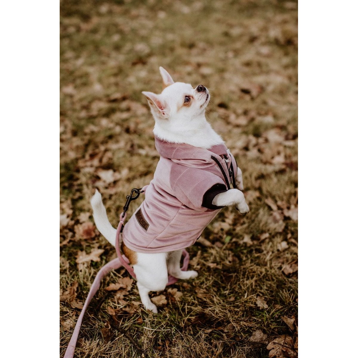 Dogidigi kurtka Velvet dla psa na miarę - ubranka dla psów