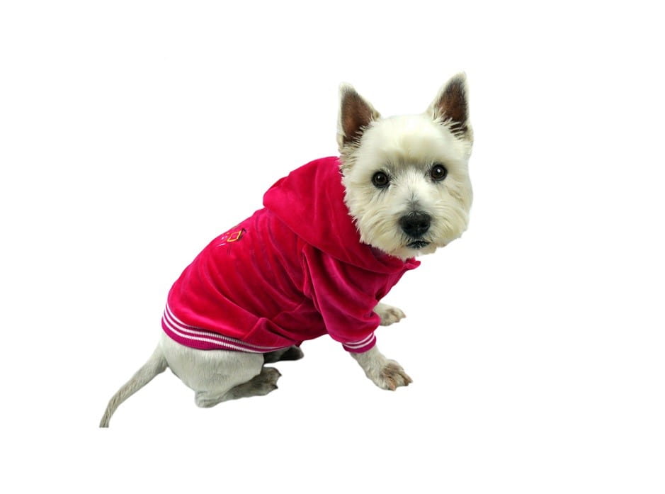 Colari F012 bluza z materiału frotte różowa - ubranko dla psa